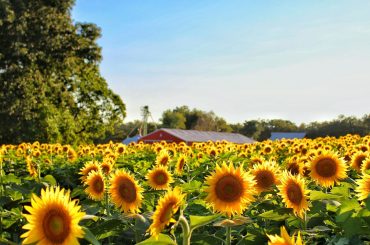 Animals that eat sunflowers
