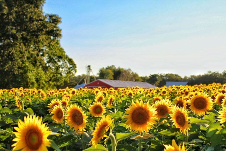 Animals that eat sunflowers