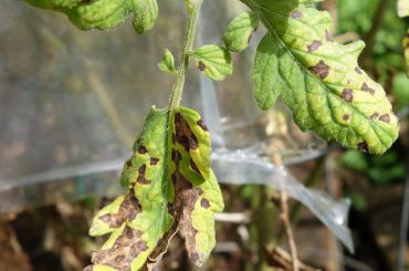Bacterial Leaf Spot Pothos