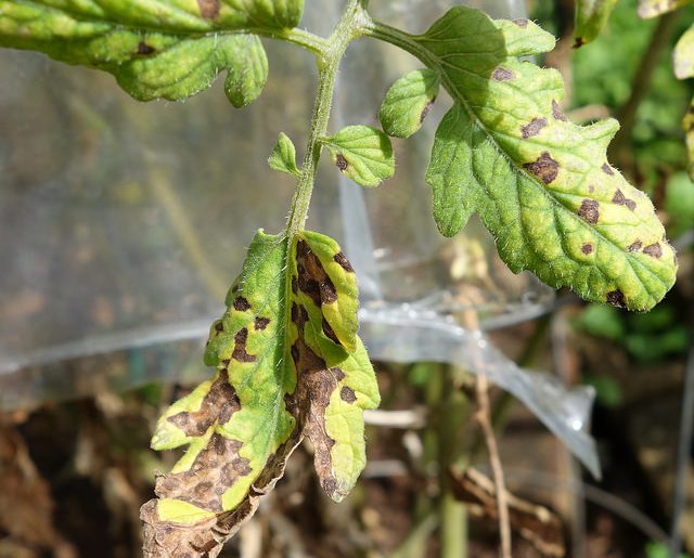 Bacterial Leaf Spot Pothos