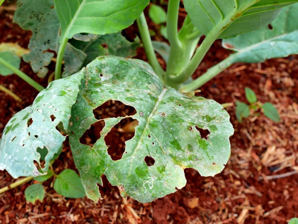 Bacterial Leaf Spot Pothos Pest and Disease Control