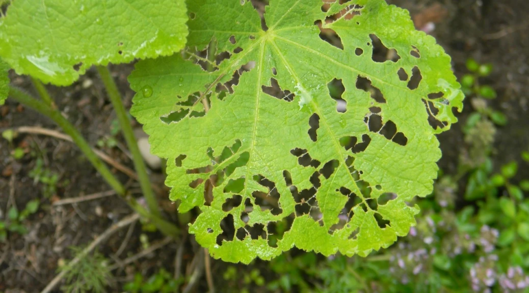 What Does Bacterial Leaf Spot on Pothos Look Like?