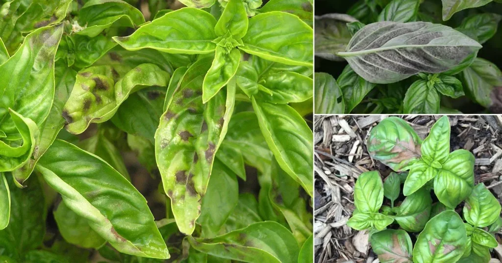 Basil leaves turning brown