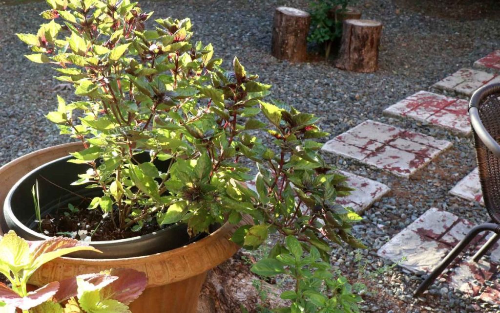 Basil leaves turning brown