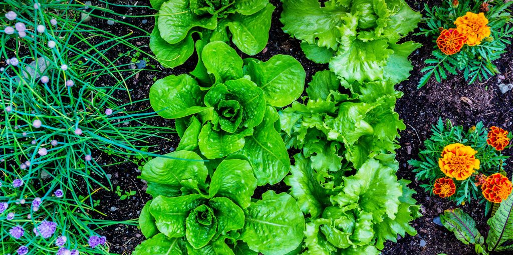 Chives companion plants