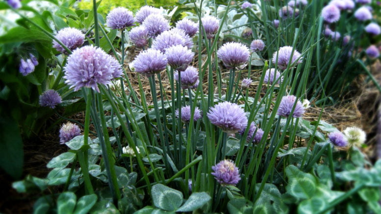 Chives companion plants