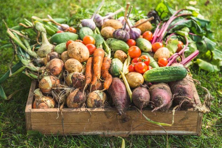 Chives companion plants