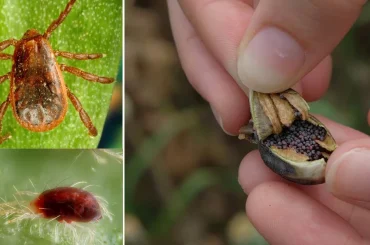 Camouflaging in Insects