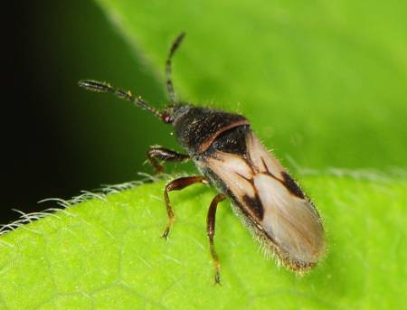 To Save Your Lawn From Sod Webworm And Chinch Bugs!