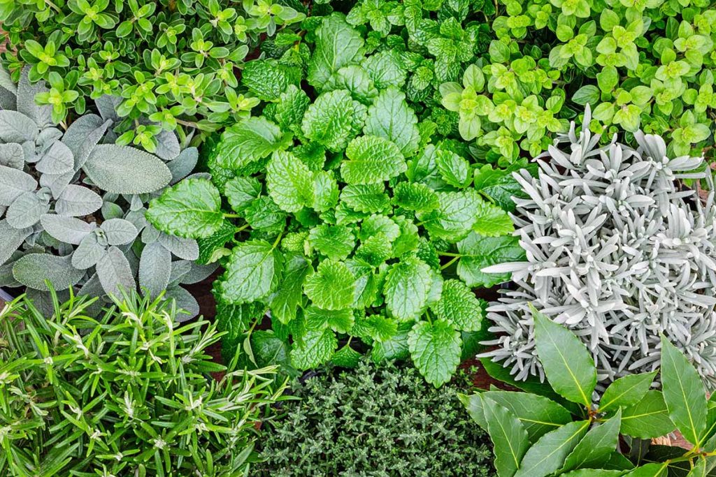 Delicious herbs you can grow in the shade