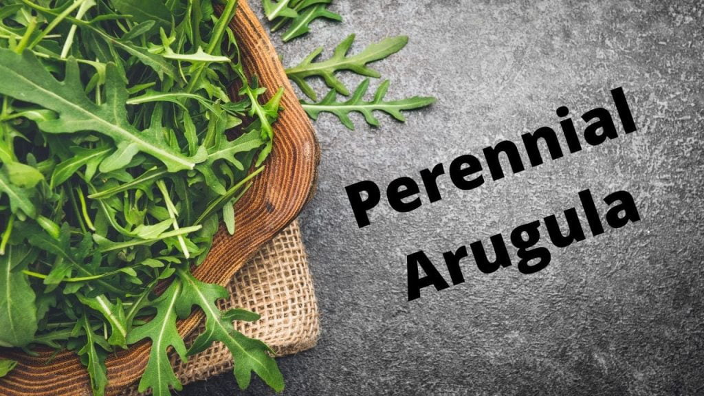Is Arugula a Perennial?