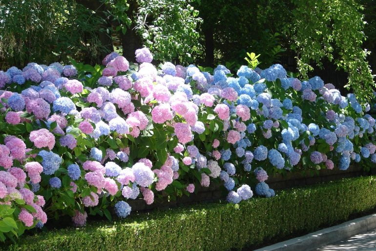 Growing Hydrangeas in Texas