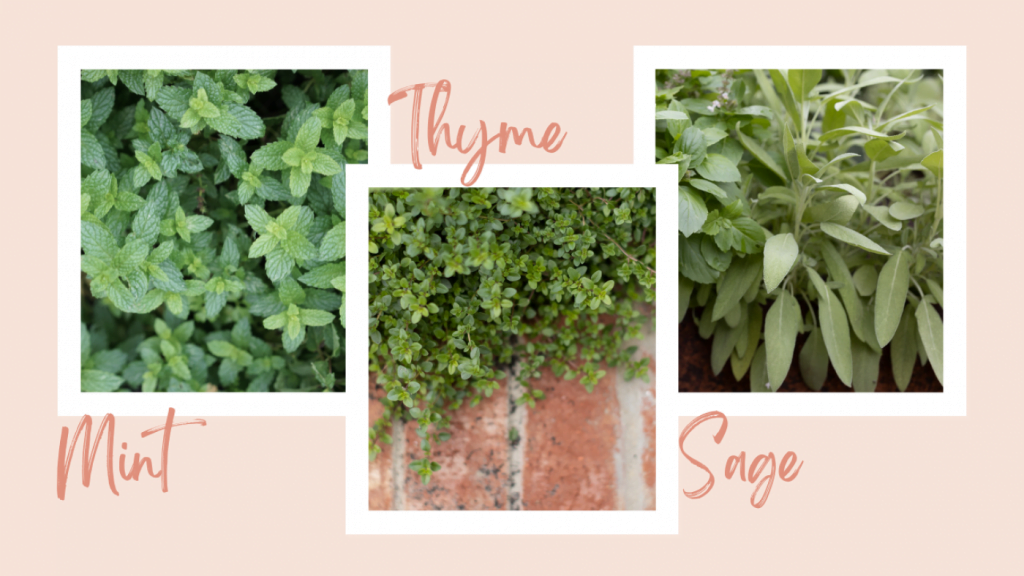 7 delicious herbs you can grow in the shade
