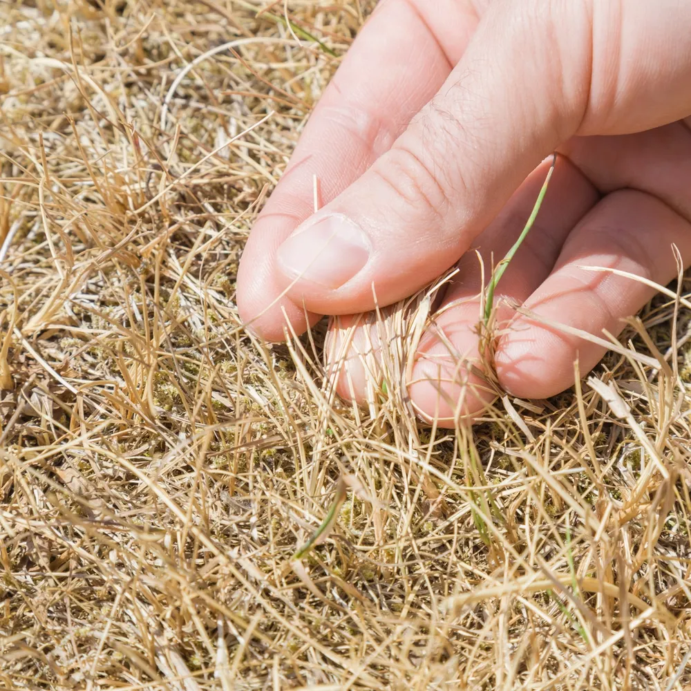 Save Your Lawn From Sod Webworm And Chinch Bugs