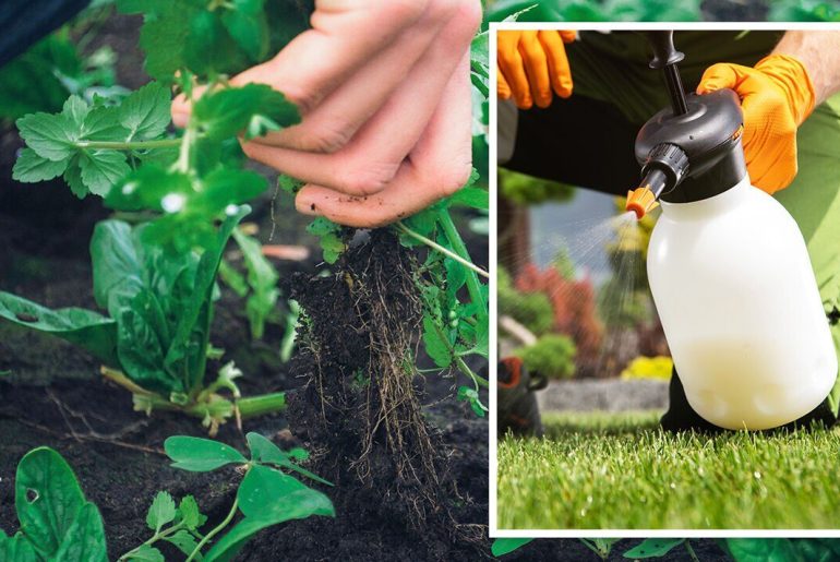 Apply Pre-Emergent Herbicides