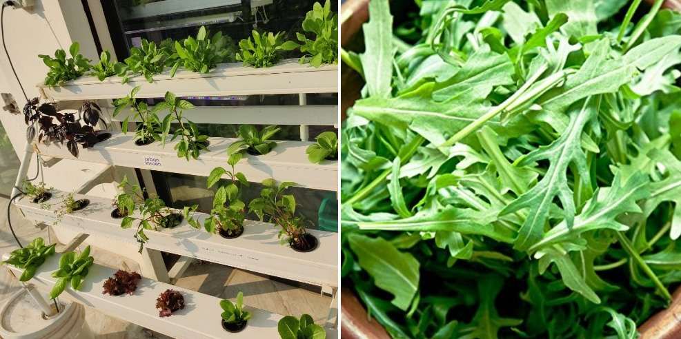 How to Grow and Care for Arugula Plants