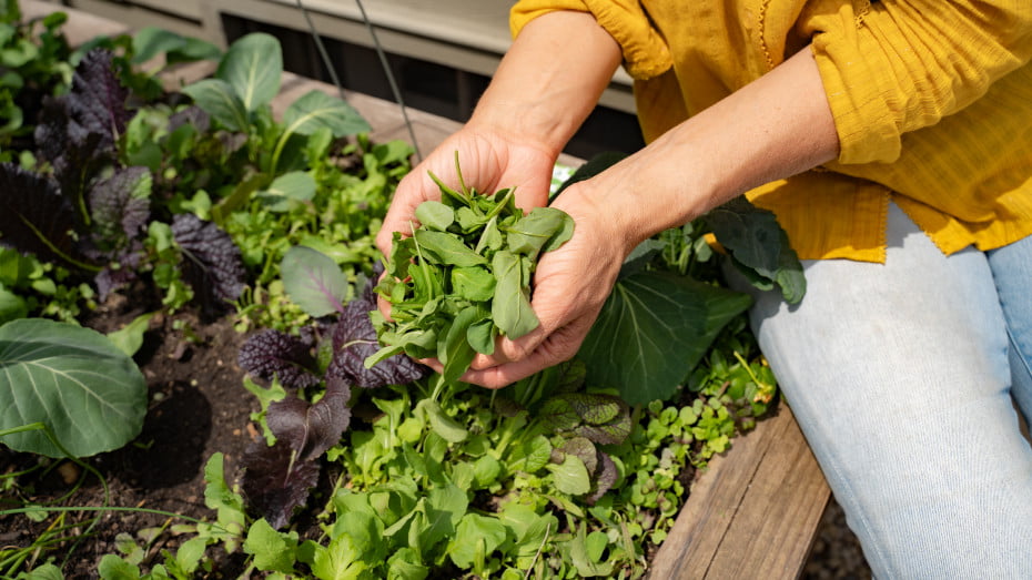 Does arugula come back every year