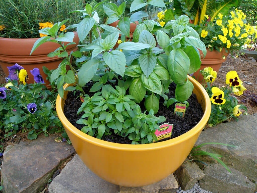 Beautiful herbs with purple flower 