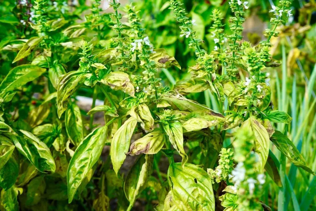Basil Leaves Turning Brown