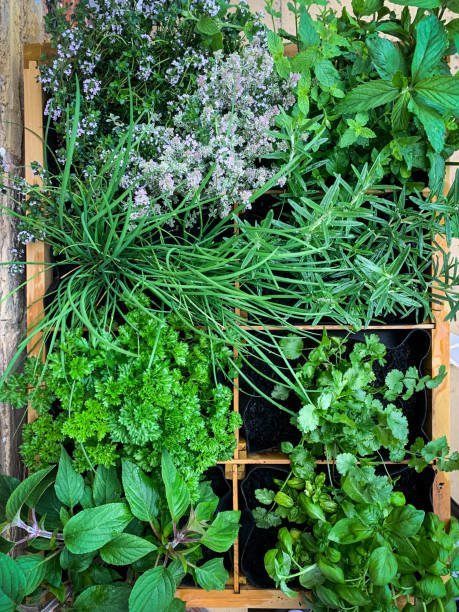 7 delicious herbs you can grow in the shade