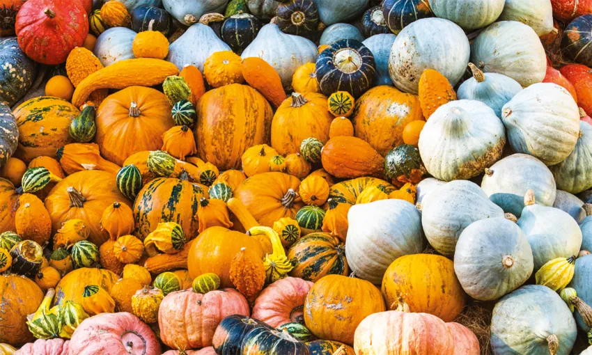 Pumpkins in Texas