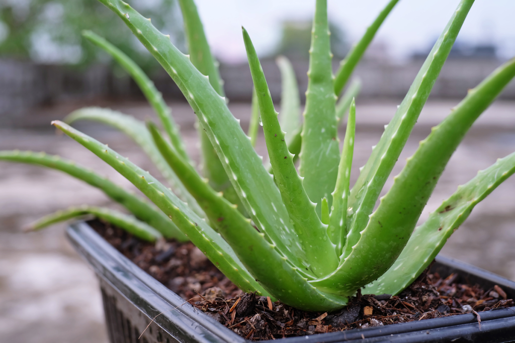 Benefits of Aloe Vera