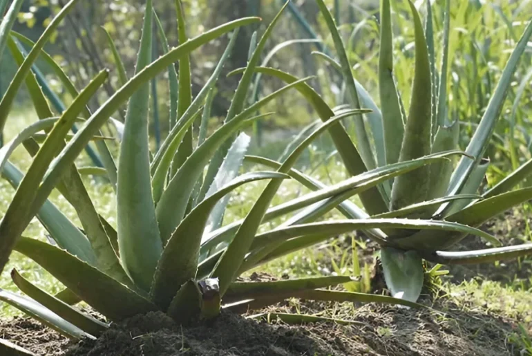 Sunburnt Aloe Vera Plant Symptoms