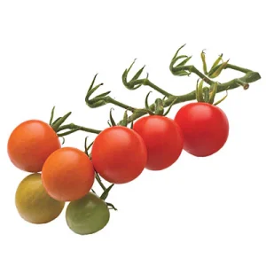 Yielding Tomato Varieties