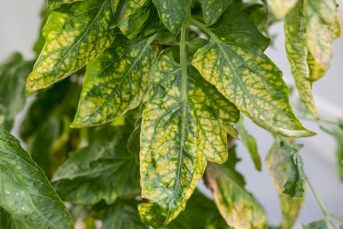 What Is Bacterial Leaf?