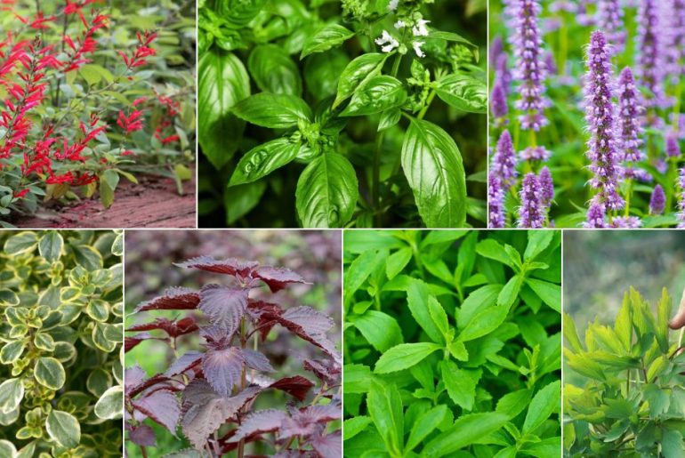 Delicious Herbs You Can Grow In The Shade
