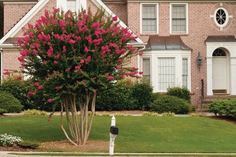 Prune crape myrtles