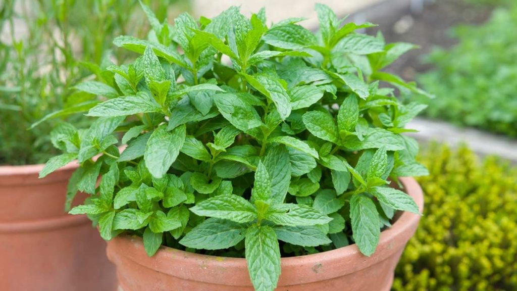 Delicious Herbs You Can Grow In The Shade 