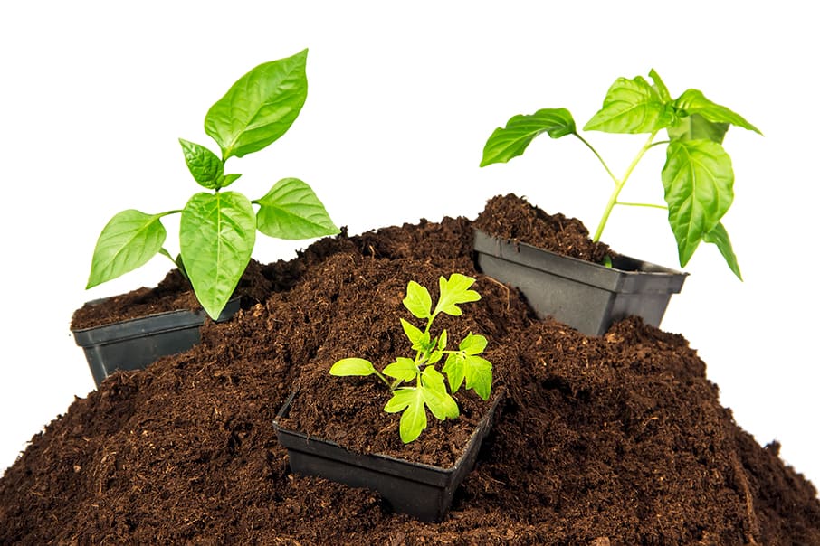 Should I Put Peat Moss in My Vegetable Garden?
