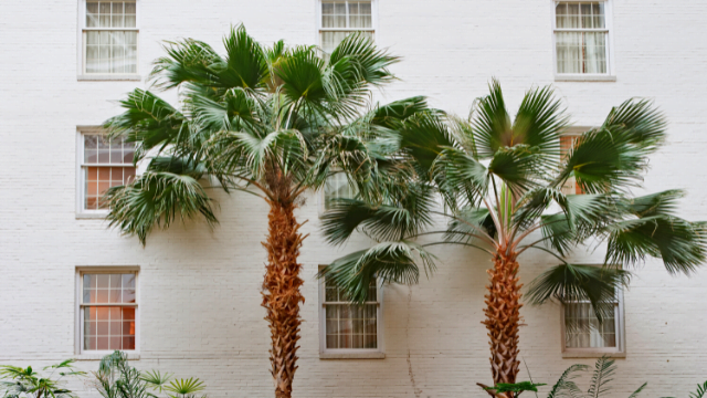 Mule Palm