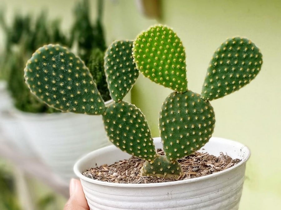 Bunny Ear Cactus