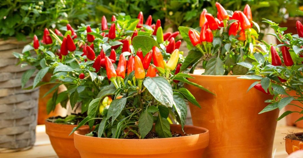 Pick serrano peppers