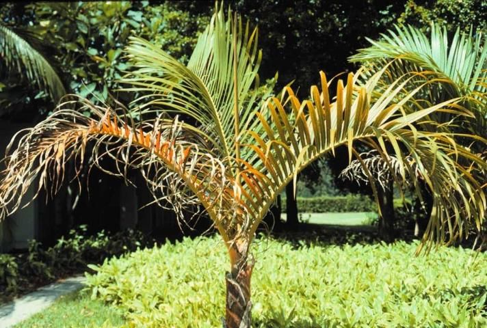pygmy date palm
