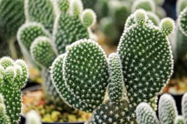 Cactus turning white
