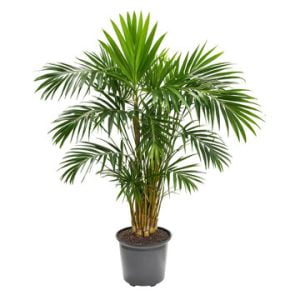 Lady Palm
