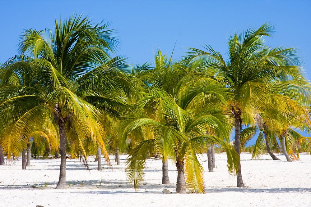 What To Do If Palm Fronds Turn Brown?