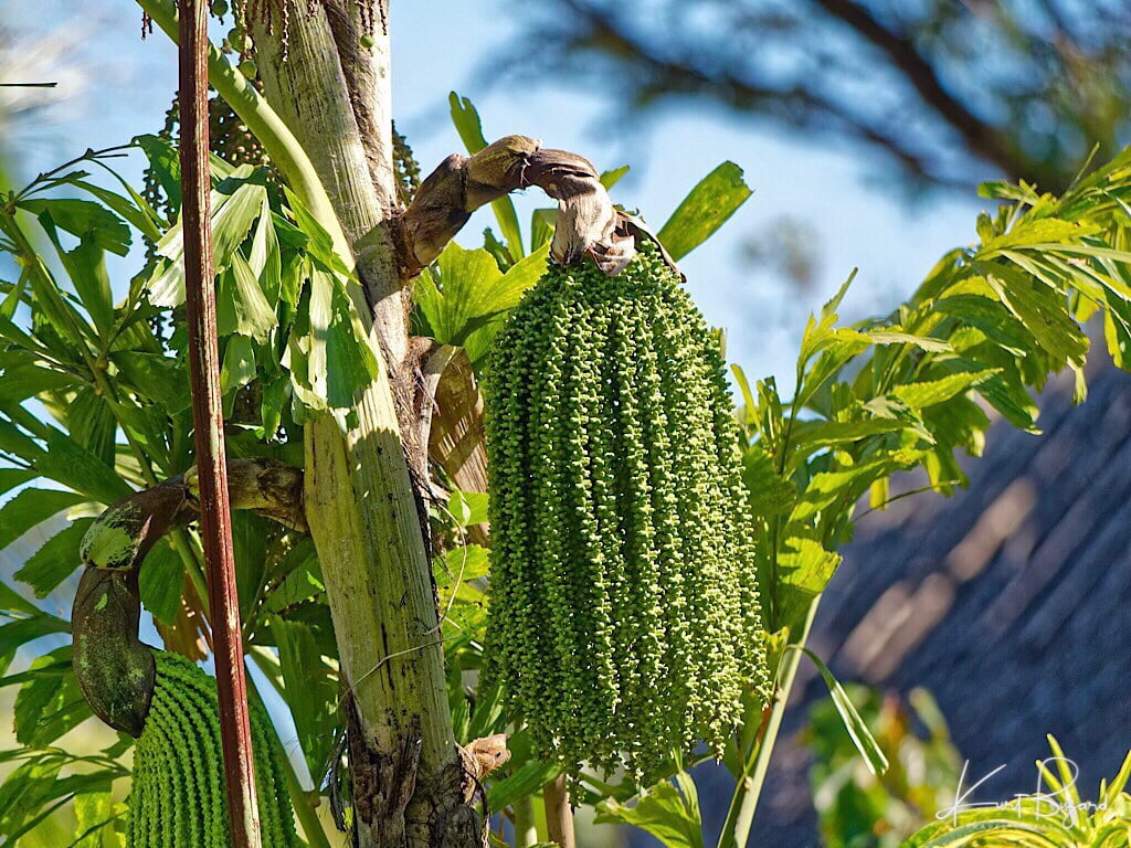 Fishtail Palm