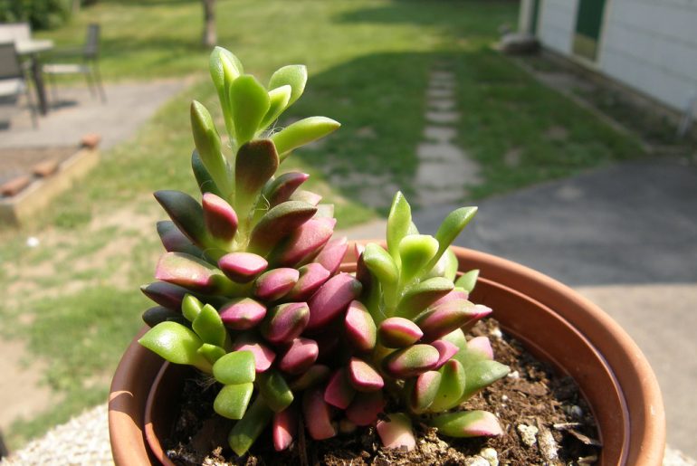 anacampseros rufescens