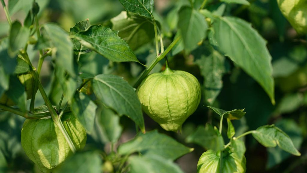 Best companion plant for tomatillos