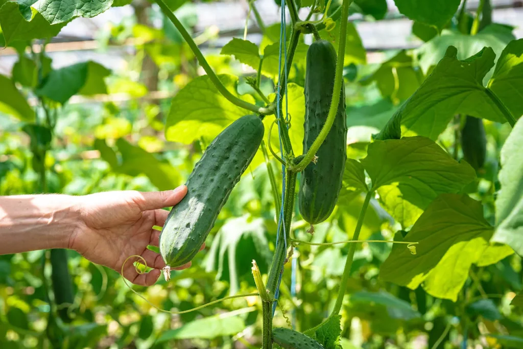 Pathenocarpic Cucumber Varieties