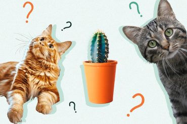 Animals That Eat Cactus