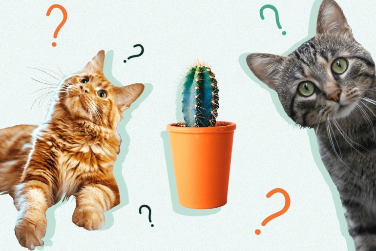 Animals That Eat Cactus