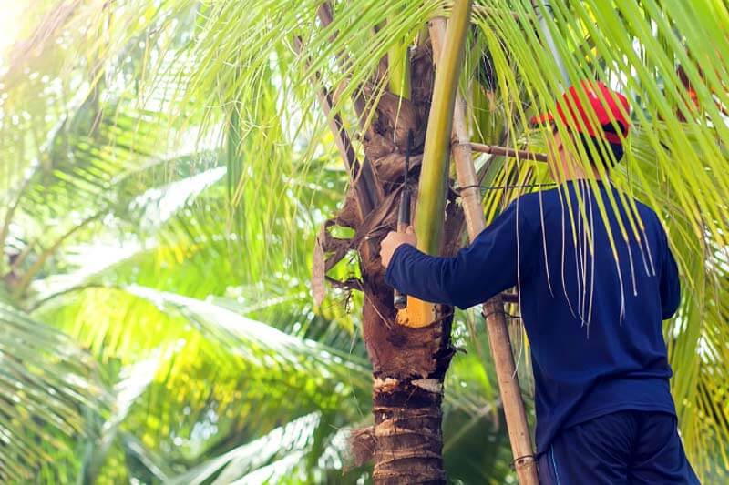 Maintaining Your Palm Tree