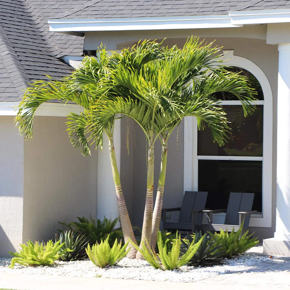 About The Palmetto Tree