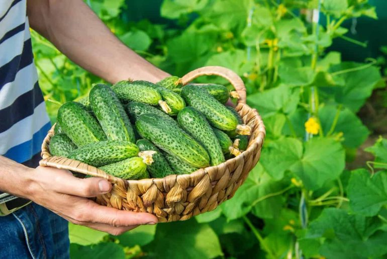 Pathenocarpic Cucumber Varieties