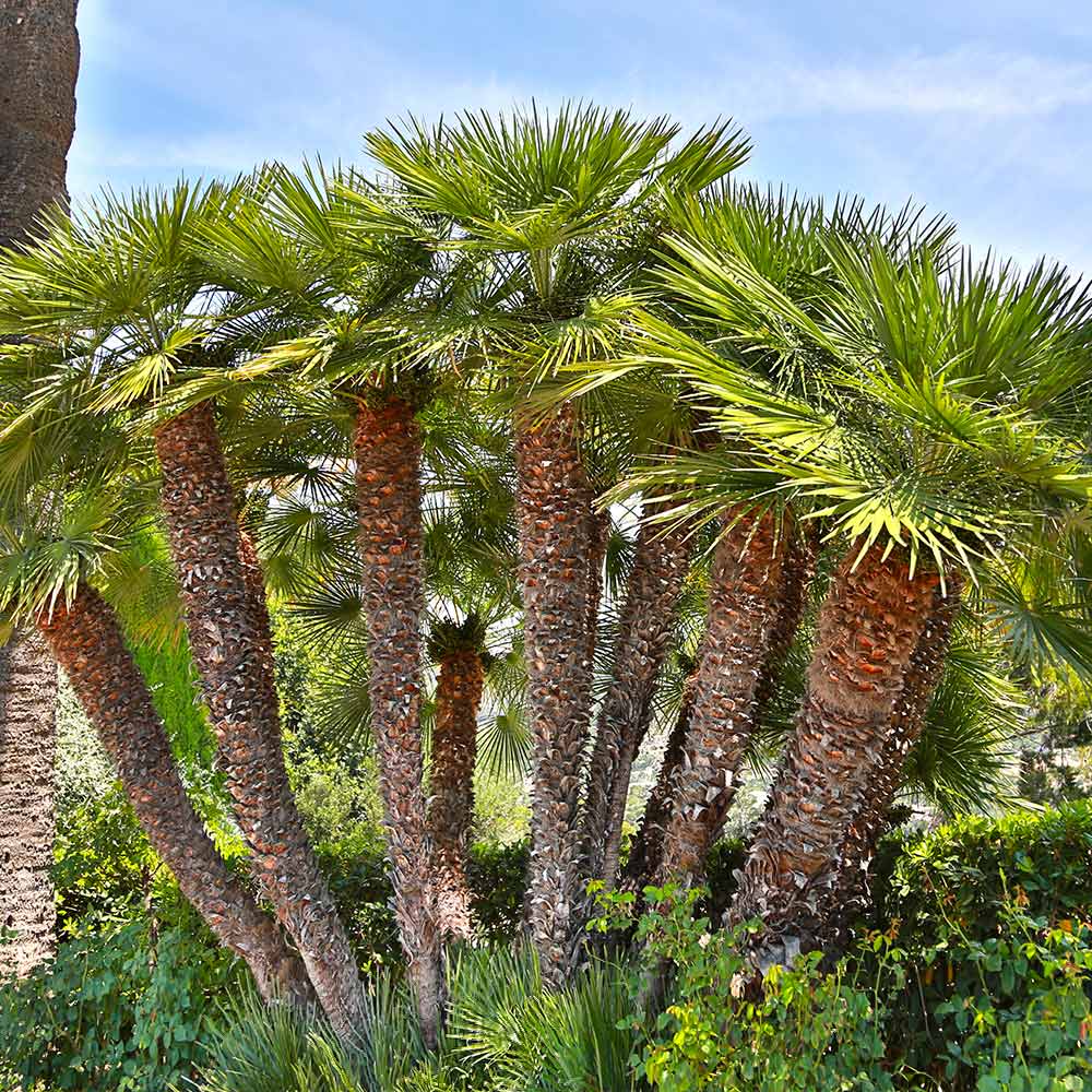 European Fan Palm